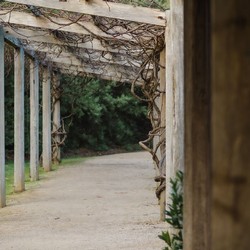 Vineyard Tour & Pinot Tasting 1pm Sunday